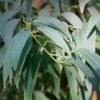 Eucalyptus Globles 30ml Incent Essential Oil Essential Oil