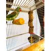 Polly's Cactus Delights (Brown, Large)