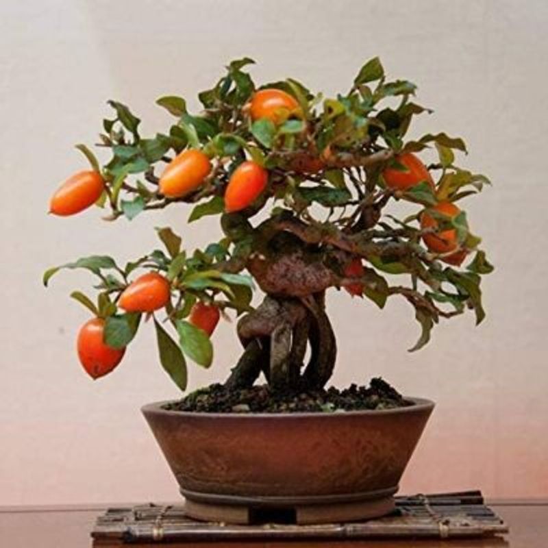 20 Goji Berry Bonsai Tree Seeds to Grow an Exotic Fruit Bearing Bonsai ...