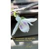 dendrobium anosmum var semi alba Vietnamese Phu Tho’