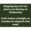 Small Succulent Plants • 5 Random Succulent Plants • 5cm Pots