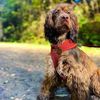 Bunty Large No Pull Dog Harness - Soft, Breathable, Durable, Adjustable Vest Harnesses, Lightweight, Anti Pull - Large, Tartan
