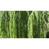 2 Bright Green Weeping Willow Cuttings Wisconsin Weeping Willow Root