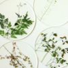押花 Coaster Set of 4 
