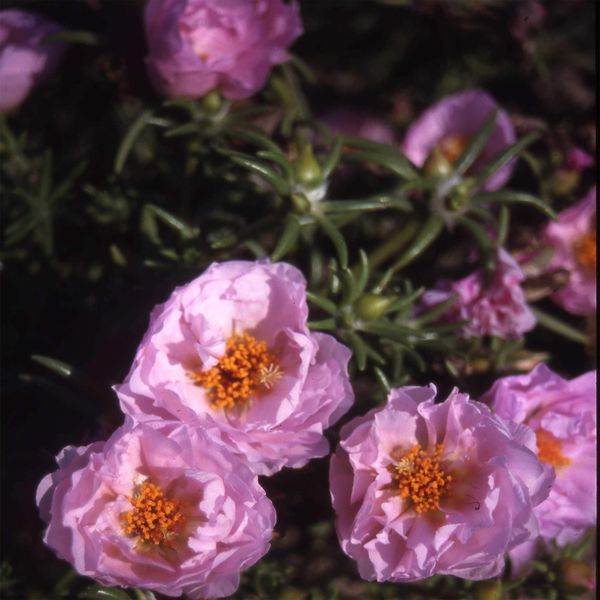 Outsidepride 10000 Seeds Annual Portulaca Pink Moss Rose Ground Cover Seeds for Planting