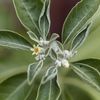 Ashwagandha Parent