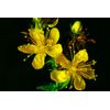 ginkgo biloba extract - BRAIN & MEMORY BOOSTER Complex - st johns wort extract