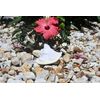 Small Bahama Conch Shell Horn (Milk Conch) - 5-6 inch