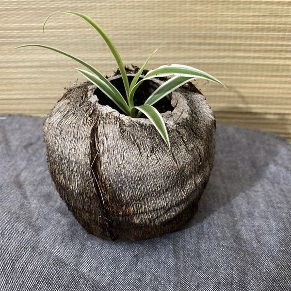 Variegated Spider Plant In Coconut Shell Container Pot House plant Chlorophyptum