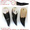 Namera Cassis Ox Horn Cone Plate