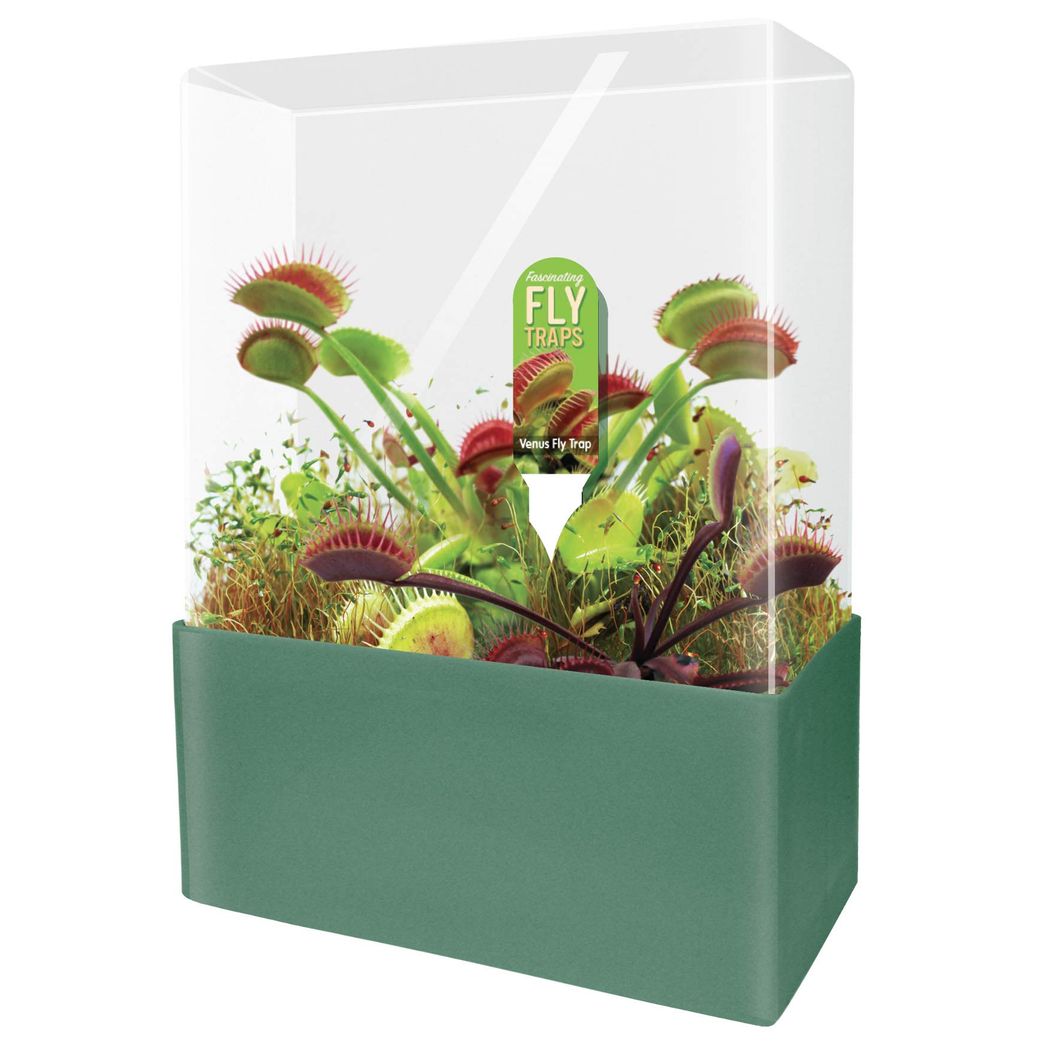 The Venus Fly Trap, a.k.a. The Perfect Pet - Nugget Markets Daily Dish