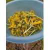 Dandelion Salve (Joint/Muscle Pain/Headaches)