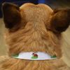 Small 'Ladybird' Dog Collar (PR00048655)