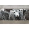 Men's Snug Feet 100% Herdwick Felt Boot Insole …