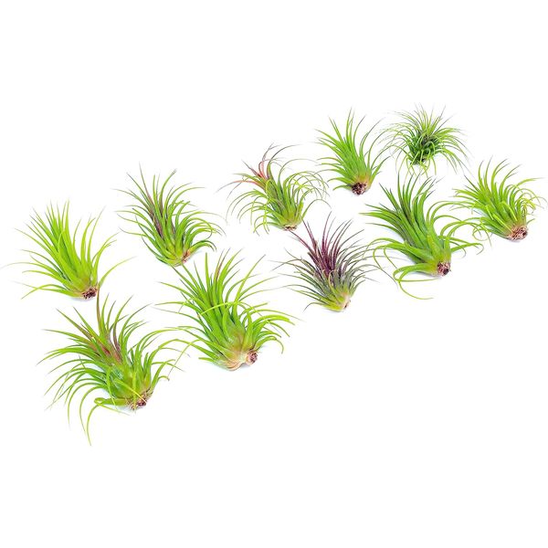 Ionantha Tillandsia Air Plants Live Indoor Plants (10PK), Air Plant Terrarium Plants Live Houseplants, Live Plants Indoor Plant Kit, Easy Care Plants for Air Plant Holder or Garden by Plants for Pets