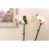 Potty Feet Owl and Cane Companion Bundle Set