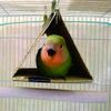 Songbird For Rush Tent Small 11 cm Blue
