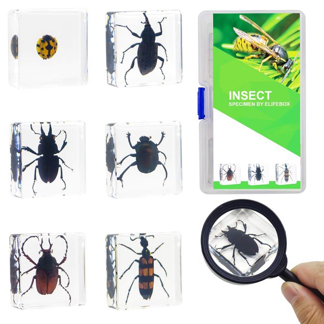 EJLIFEBOX 6 PCS Acrylic Bugs Specimens Kit, Science Education Toy for Kids