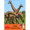 Giraffe Animal Valentines Day Card