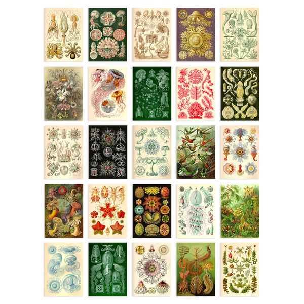 Artery8 50 Pcs Botanical Aesthetic Haeckel Colourful Collage Kit Wall Art Prints A6 Set Pack 14.8 x 10.5 cm (5.8 x 4.1) Bedroom Wall Home Bathroom Pictures Sea Art