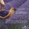 Amphora Aromatics Lavender Essential French Oil 10ml