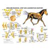 Equine Hindlimb Regional Joint Bone Anatomy Chart Horse