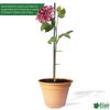 Elixir Gardens ® 50 x 12 Smooth Green Flower Sticks split support cane garden plant
