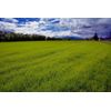Annual Rye Grass 5.5 lbs Grass Seed Fast Growing Winter Fall Rye Grass FAST SHIP