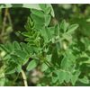 Kidney Detox-KIDNEY SUPPORT COMPLEX- Anti-inflammatory properties 1B