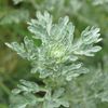CANDIDA RELIEF - Aloe Vera Leaf - Digestion support - Candida overgrowth 1B