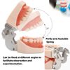 Typodont Teeth Model with Removable Teeth,Dental Tooth Model Suitable for Teaching, Practice and Study, with a Small Screwdriver and 28 spareteeth