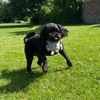 Petface (Seriously Strong by Petface) Plush Robot Dog Toy