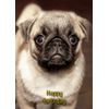 Pug Birthday Card