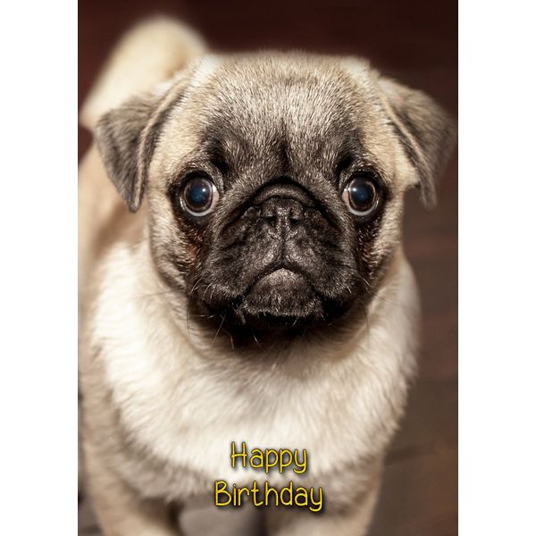 Pug Birthday Card