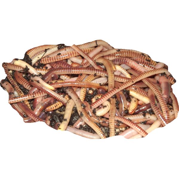 GM8 Original Organics Compost Bin, Earth Tone, Plastic, Rectangular, Wormery, Compost Bin, 500grams, 50-100 Worms