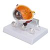 Human Eye Anatomical Model, Multi Parts Educational Tool with ABS, for Science Education, Student Learning, Display