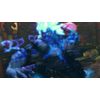 Super Street Fighter IV: Arcade Edition -Xbox 360 (Renewed)