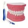 1.5 Times Large Dental Typodont Model Tooth Brushing flossing Practice Model Demonstration Removable Lower Teeth for Kids Dental Students Tooth Teach Study,  4.5 Inch x3.5 Inch x3.5 Inch