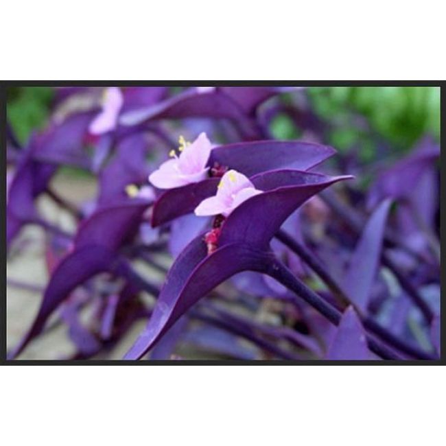 5 Cuttings Purple Heart Wandering Jew - Tradescantia Pallida Purpurea Plant