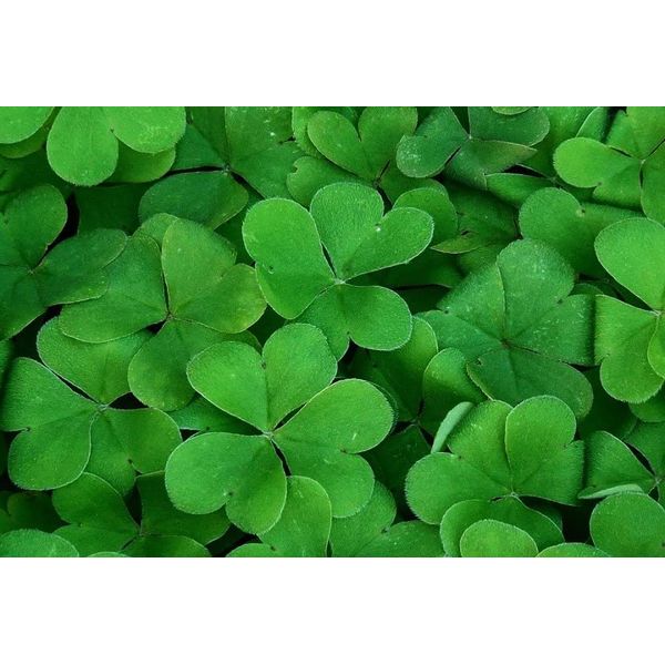 Shamrock Seeds Trifolium repens [St Patrick]