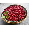 Crataegus Oxyacantha - Hawthorn Leaf Extract 665mg- Antioxidant Supplement 2B