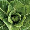 Collards Vates Heirloom Vegetable By Seed Kingdom 5,000 Seeds