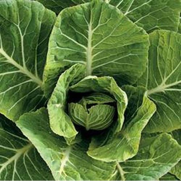 Collards Vates Heirloom Vegetable By Seed Kingdom 5,000 Seeds