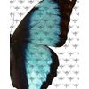 Butterfly Moth: Moth print, Gorgeous Butterfly, Natural State