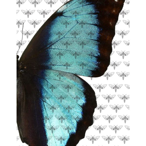 Butterfly Moth: Moth print, Gorgeous Butterfly, Natural State