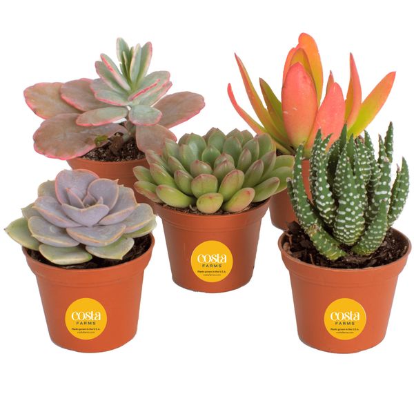 Costa Farms Succulents (5 Pack), Live Mini Succulent Plants, Grower's Choice Live Houseplants, Potted in Nursery Plant Pots, Potting Soil, Gift for Bulk Baby Shower, Bridal Shower, DIY Room Decor