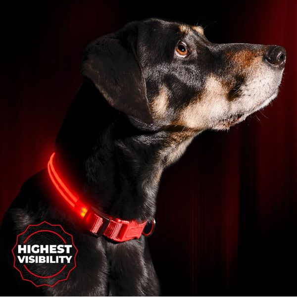 ILLUMISEEN LED Dog Collar USB Rechargeable ? Bright & High Visibility Lighted Glow Collar for Pet Night Walking ? Weatherproof, in 6 Colors & 6 Sizes (Red Medium)