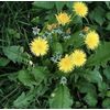 100+ Dandelion plants Wild Organic Non GMO Heirloom