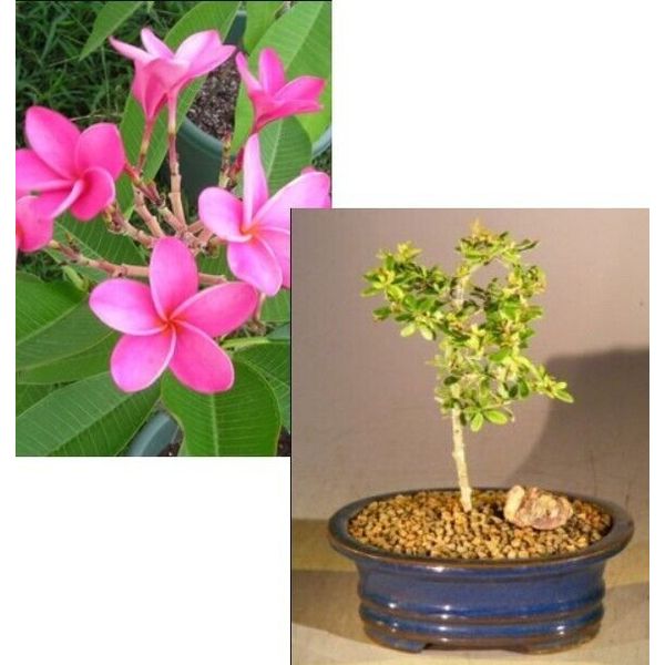 Flowering Tropical Boxwood Bonsai Tree 4 yo. Small Size. Indoor Neea Buxifolia