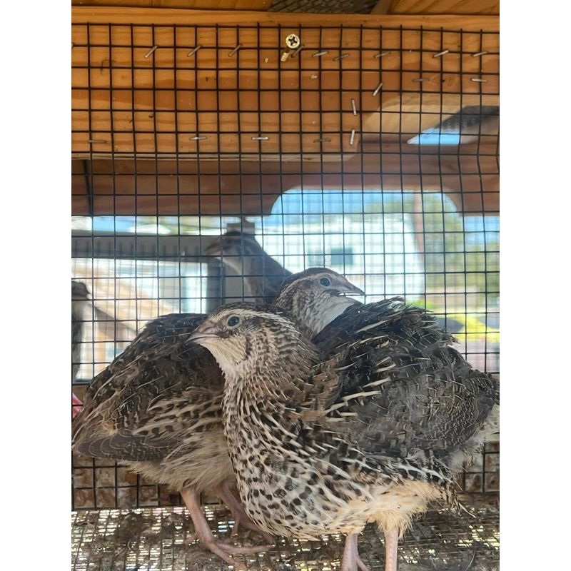 Picture of 20+ Jumbo Cortunix Fertile Quail Hatching Eggs - Fast Growth, High ...